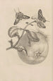 Dissertation sur la génération et les métamorphoses des insectes du Surinam Pl29 - Maria Sibylla Merian — weergave van het kunstwerk