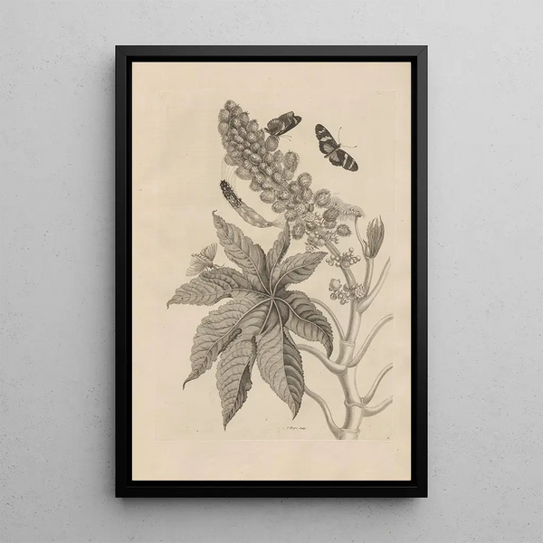 Dissertation sur la génération et les métamorphoses des insectes du Surinam Pl30 - Maria Sibylla Merian — ingelijst kunstwerk aan de muur
