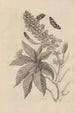 Dissertation sur la génération et les métamorphoses des insectes du Surinam Pl30 - Maria Sibylla Merian — weergave van het kunstwerk