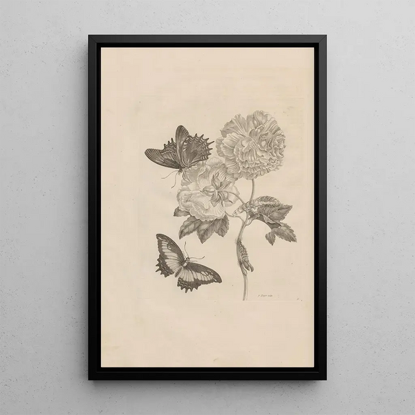 Dissertatio de generatione et metamorphoses des insectes surinamens Pl31 - Maria Sibylla Merian — ingelijst kunstwerk aan de muur