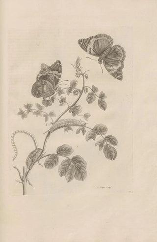 Maria Sibylla Merian - Dissertatio de generatione et metamorphosibus insectorum surinamensium Pl32.webp