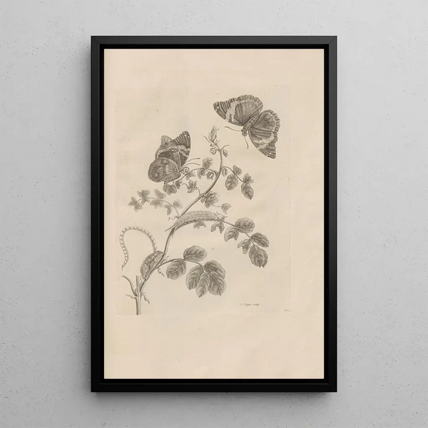 Dissertatio de generatione et metamorphoses des insectes surinamens Pl32 - Maria Sibylla Merian — ingelijst kunstwerk aan de muur