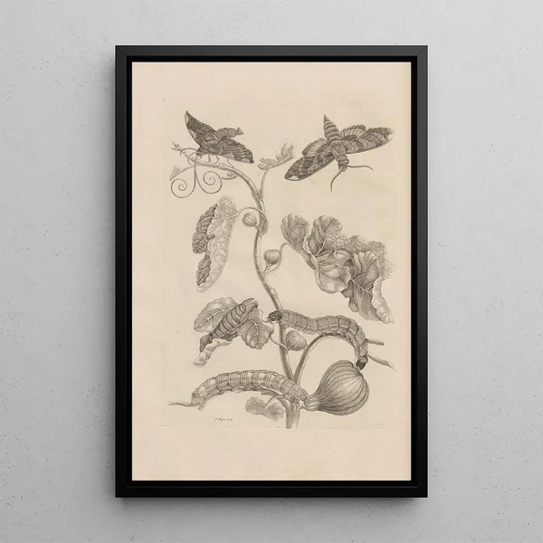 Dissertatio de generatione et metamorphoses des insectes surinamens Pl33 - Maria Sibylla Merian — ingelijst kunstwerk aan de muur