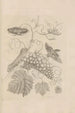 Dissertatio de generatione et metamorphoses des insectes surinamens Pl34 - Maria Sibylla Merian — weergave van het kunstwerk