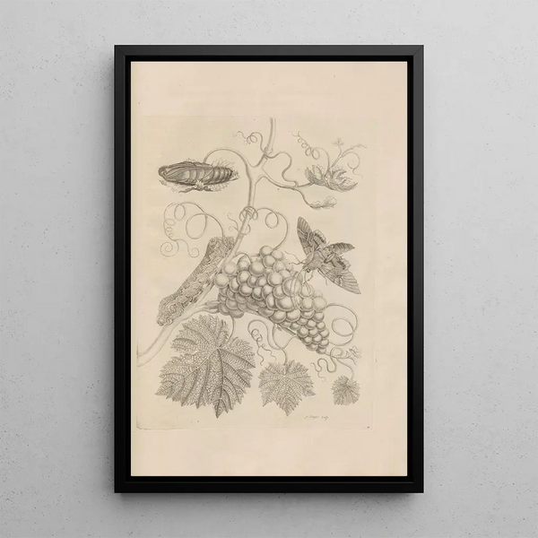Dissertatio de generatione et metamorphoses des insectes surinamens Pl34 - Maria Sibylla Merian — ingelijst kunstwerk aan de muur