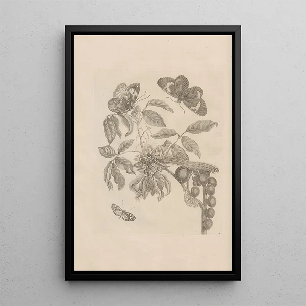 Dissertatio de generatione et metamorphoses des insectes surinamens Pl35 - Maria Sibylla Merian — ingelijst kunstwerk aan de muur
