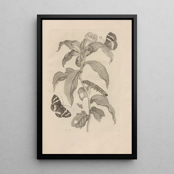 Dissertatio de generatione et metamorphoses des insectes surinamens Pl36 - Maria Sibylla Merian — ingelijst kunstwerk aan de muur