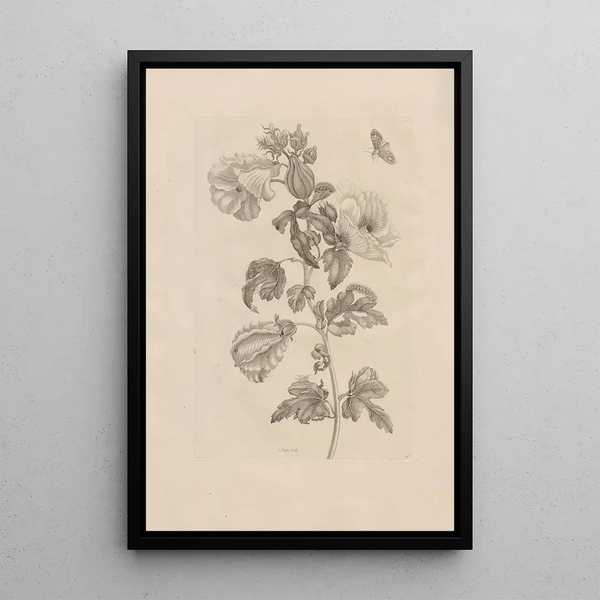 Dissertatio de generatione et metamorphoses des insectes surinamens Pl37 - Maria Sibylla Merian — ingelijst kunstwerk aan de muur