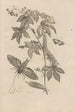 Dissertatio de generatione et metamorphoses des insectes surinamens Pl38 - Maria Sibylla Merian — weergave van het kunstwerk