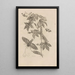Dissertatio de generatione et metamorphoses des insectes surinamens Pl38 - Maria Sibylla Merian — ingelijst kunstwerk aan de muur
