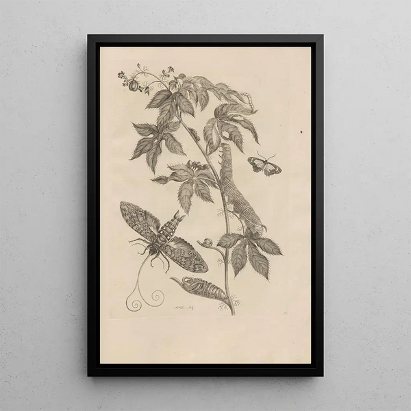 Dissertatio de generatione et metamorphoses des insectes surinamens Pl38 - Maria Sibylla Merian — ingelijst kunstwerk aan de muur
