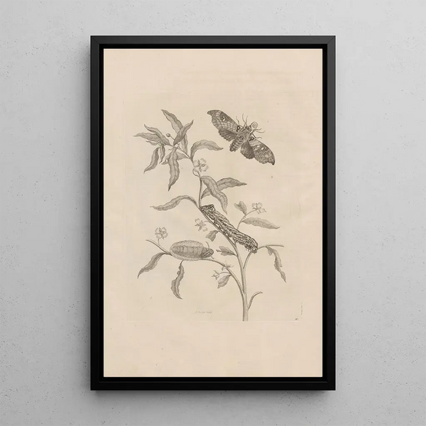 Dissertatio de generatione et metamorphoses des insectes surinamens Pl39 - Maria Sibylla Merian — ingelijst kunstwerk aan de muur