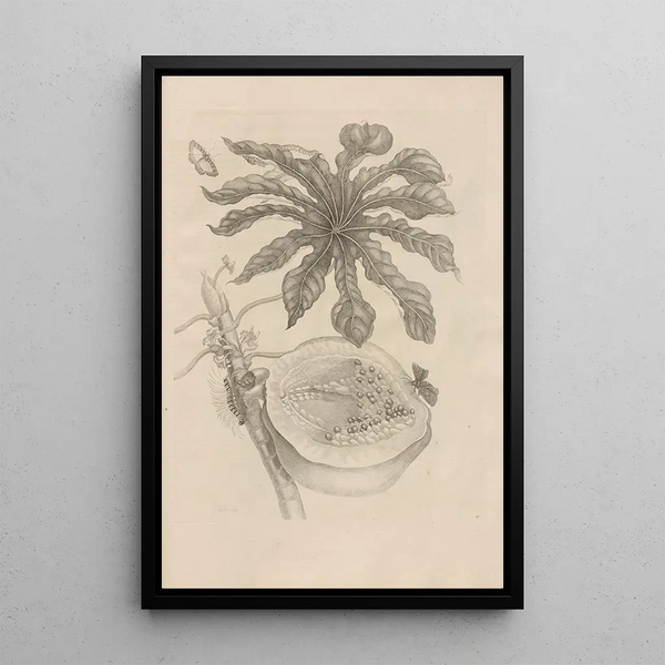 Dissertatio de generatione et metamorphoses des insectes surinamens Pl40 - Maria Sibylla Merian — ingelijst kunstwerk aan de muur