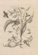 Dissertatio de generatione et metamorphoses des insectes surinamens Pl41 - Maria Sibylla Merian — weergave van het kunstwerk