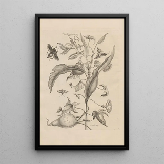 Maria Sibylla Merian - Dissertatio de generatione et metamorphosibus insectorum surinamensium Pl41.webp