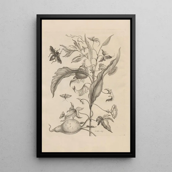 Dissertatio de generatione et metamorphoses des insectes surinamens Pl41 - Maria Sibylla Merian — ingelijst kunstwerk aan de muur