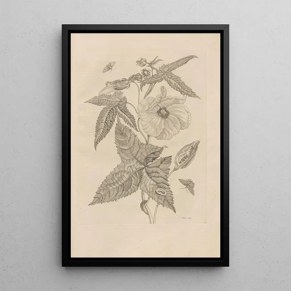 Dissertatio de generatione et metamorphoses des insectes surinamens Pl42 - Maria Sibylla Merian — ingelijst kunstwerk aan de muur