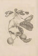 Dissertatio de generatione et metamorphoses des insectes surinamens Pl43 - Maria Sibylla Merian — weergave van het kunstwerk