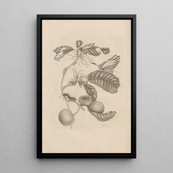 Dissertatio de generatione et metamorphoses des insectes surinamens Pl43 - Maria Sibylla Merian — ingelijst kunstwerk aan de muur