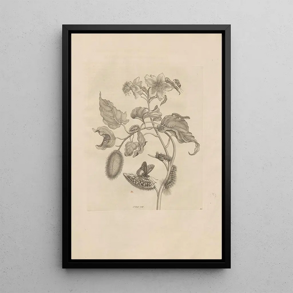 Dissertatio de generatione et metamorphoses des insectes surinamens Pl44 - Maria Sibylla Merian — ingelijst kunstwerk aan de muur