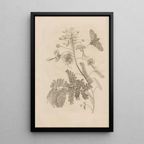 Dissertatio de generatione et metamorphoses des insectes surinamens Pl45 - Maria Sibylla Merian — ingelijst kunstwerk aan de muur