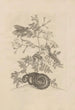 Dissertatio de generatione et metamorphoses des insectes surinamens Pl46 - Maria Sibylla Merian — weergave van het kunstwerk