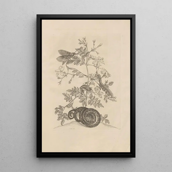 Dissertatio de generatione et metamorphoses des insectes surinamens Pl46 - Maria Sibylla Merian — ingelijst kunstwerk aan de muur