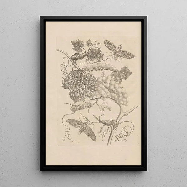 Dissertatio de generatione et metamorphoses des insectes surinamens Pl47 - Maria Sibylla Merian — ingelijst kunstwerk aan de muur