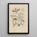 Dissertatio de generatione et metamorphoses des insectes surinamens Pl48 - Maria Sibylla Merian — ingelijst kunstwerk aan de muur