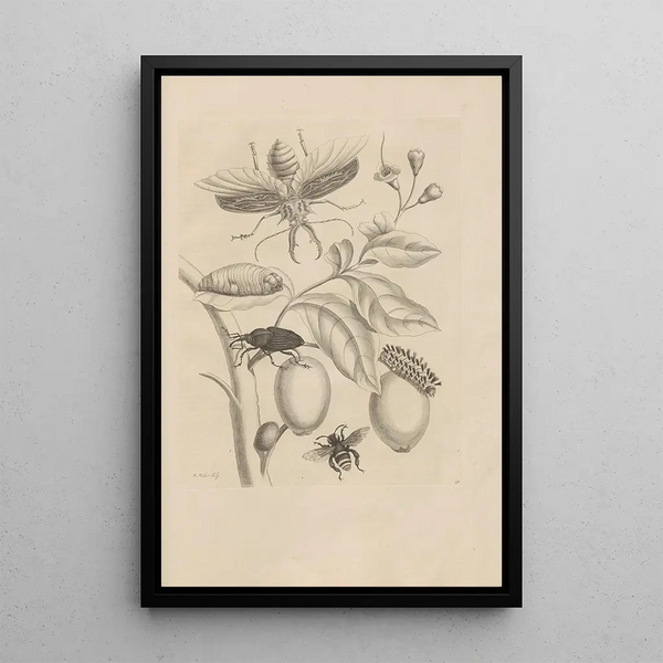 Dissertatio de generatione et metamorphoses des insectes surinamens Pl48 - Maria Sibylla Merian — ingelijst kunstwerk aan de muur