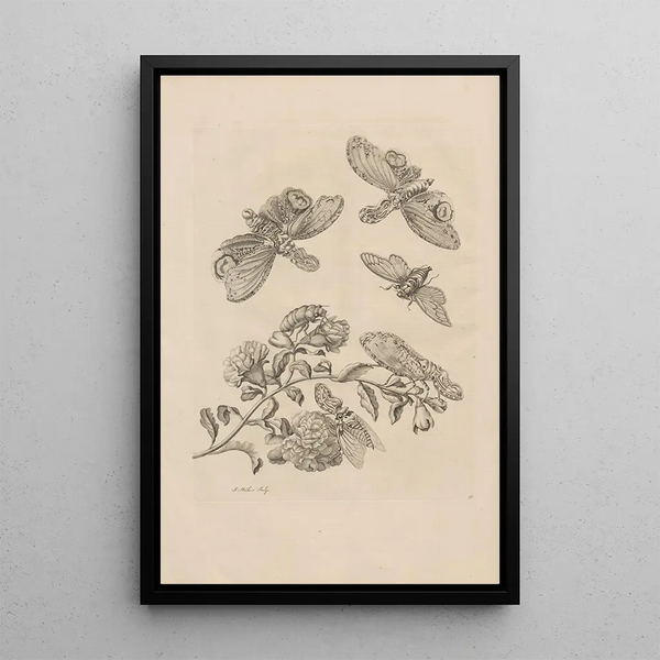 Dissertatio de generatione et metamorphoses des insectes surinamens Pl49 - Maria Sibylla Merian — ingelijst kunstwerk aan de muur
