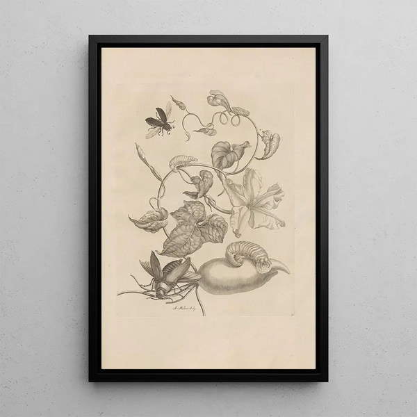 Dissertatio de generatione et metamorphoses des insectes surinamens Pl50 - Maria Sibylla Merian — ingelijst kunstwerk aan de muur