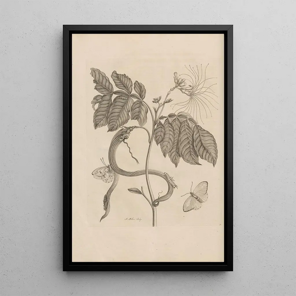Dissertatio de generatione et metamorphoses des insectes surinamens Pl51 - Maria Sibylla Merian — ingelijst kunstwerk aan de muur
