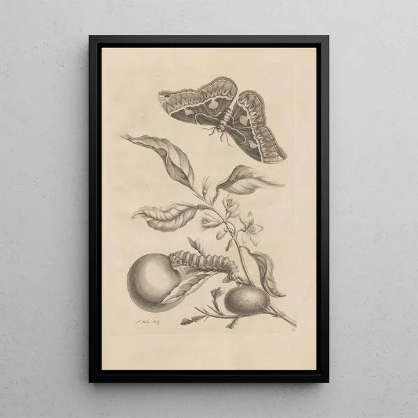 Dissertatio de generatione et metamorphoses des insectes surinamens Pl52 - Maria Sibylla Merian — ingelijst kunstwerk aan de muur