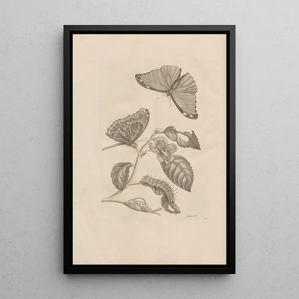 Dissertatio de generatione et metamorphoses des insectes surinamens Pl53 - Maria Sibylla Merian — ingelijst kunstwerk aan de muur