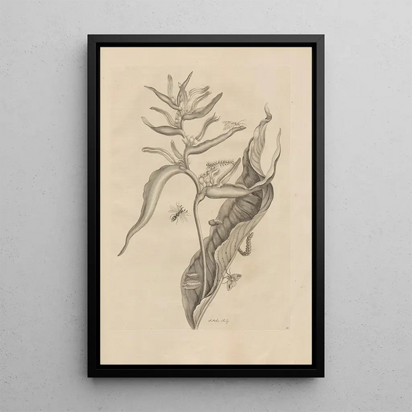 Dissertatio de generatione et metamorphoses des insectes surinamens Pl54 - Maria Sibylla Merian — ingelijst kunstwerk aan de muur