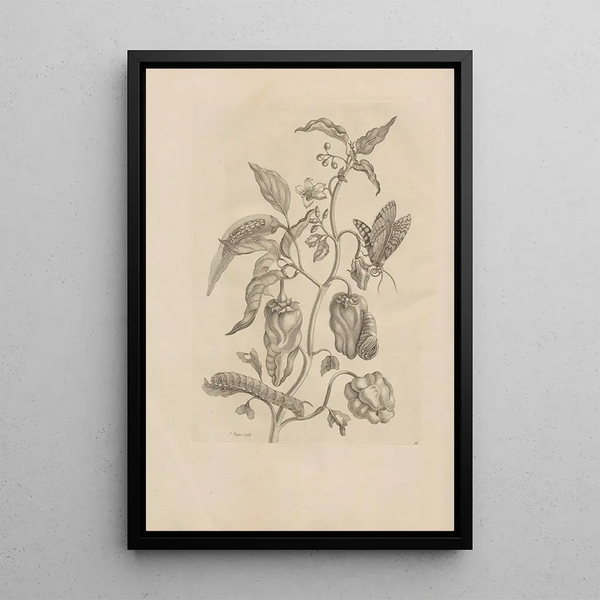Dissertatio de generatione et metamorphoses des insectes surinamens Pl55 - Maria Sibylla Merian — ingelijst kunstwerk aan de muur