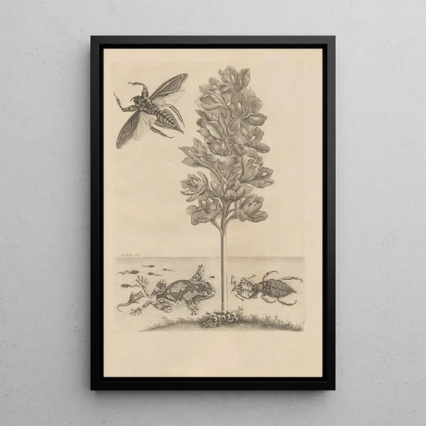 Dissertatio de generatione et metamorphoses des insectes surinamens Pl56 - Maria Sibylla Merian — ingelijst kunstwerk aan de muur