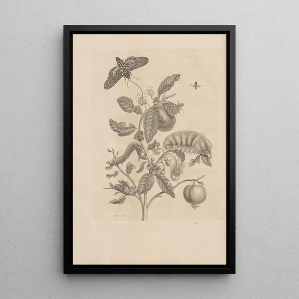 Dissertatio de generatione et metamorphoses des insectes surinamens Pl57 - Maria Sibylla Merian — ingelijst kunstwerk aan de muur