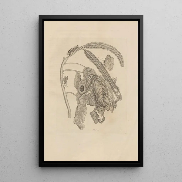Dissertatio de generatione et metamorphoses des insectes surinamens Pl58 - Maria Sibylla Merian — ingelijst kunstwerk aan de muur