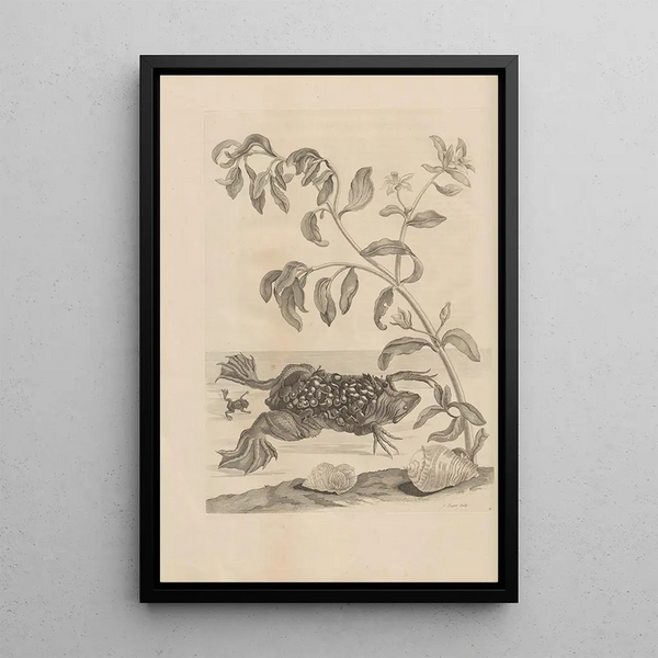 Dissertatio de generatione et metamorphoses des insectes surinamens Pl59 - Maria Sibylla Merian — ingelijst kunstwerk aan de muur