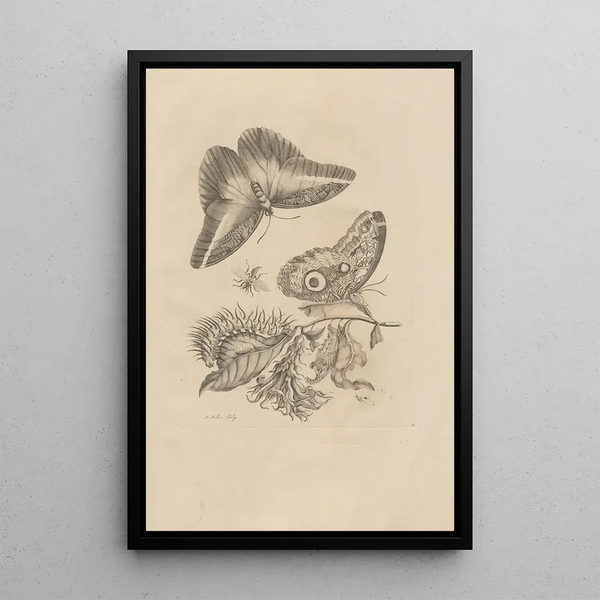 Dissertatio de generatione et metamorphoses des insectes surinamens Pl60 - Maria Sibylla Merian — ingelijst kunstwerk aan de muur