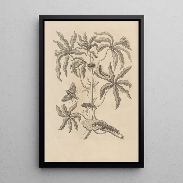Dissertatio de generatione et metamorphoses des insectes surinamens Pl61 - Maria Sibylla Merian — ingelijst kunstwerk aan de muur