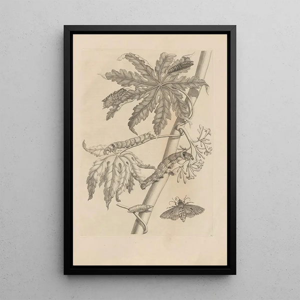 Dissertatio de generatione et metamorphoses des insectes surinamens Pl62 - Maria Sibylla Merian — ingelijst kunstwerk aan de muur