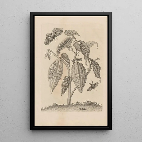 Dissertatio de generatione et metamorphoses des insectes surinamens Pl63 - Maria Sibylla Merian — ingelijst kunstwerk aan de muur