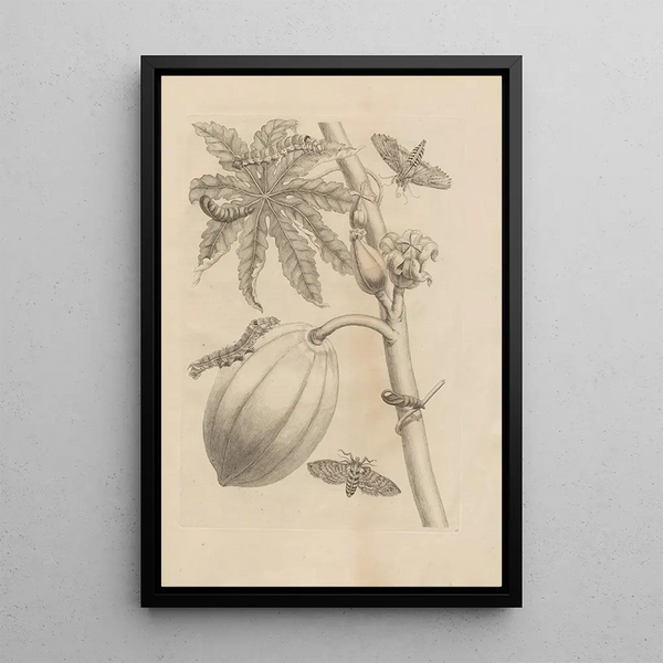Dissertatio de generatione et metamorphoses des insectes surinamens Pl64 - Maria Sibylla Merian — ingelijst kunstwerk aan de muur