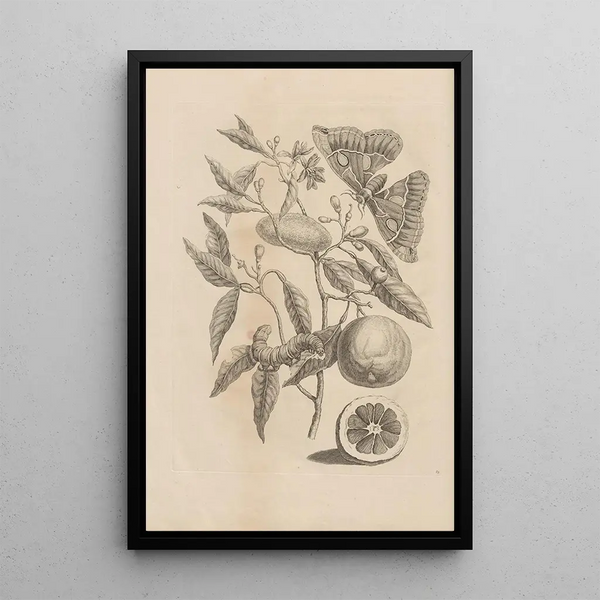 Dissertatio de generatione et metamorphoses des insectes surinamens Pl65 - Maria Sibylla Merian — ingelijst kunstwerk aan de muur