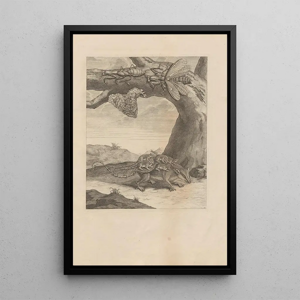 Dissertatio de generatione et metamorphoses des insectes surinamens Pl66 - Maria Sibylla Merian — ingelijst kunstwerk aan de muur
