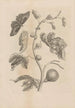 Dissertatio de generatione et metamorphoses des insectes surinamens Pl67 - Maria Sibylla Merian — weergave van het kunstwerk