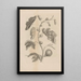 Dissertatio de generatione et metamorphoses des insectes surinamens Pl67 - Maria Sibylla Merian — ingelijst kunstwerk aan de muur